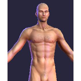 Human Male